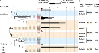 Genetic Diversity of African Trypanosomes in Tsetse Flies and Cattle From the Kafue Ecosystem